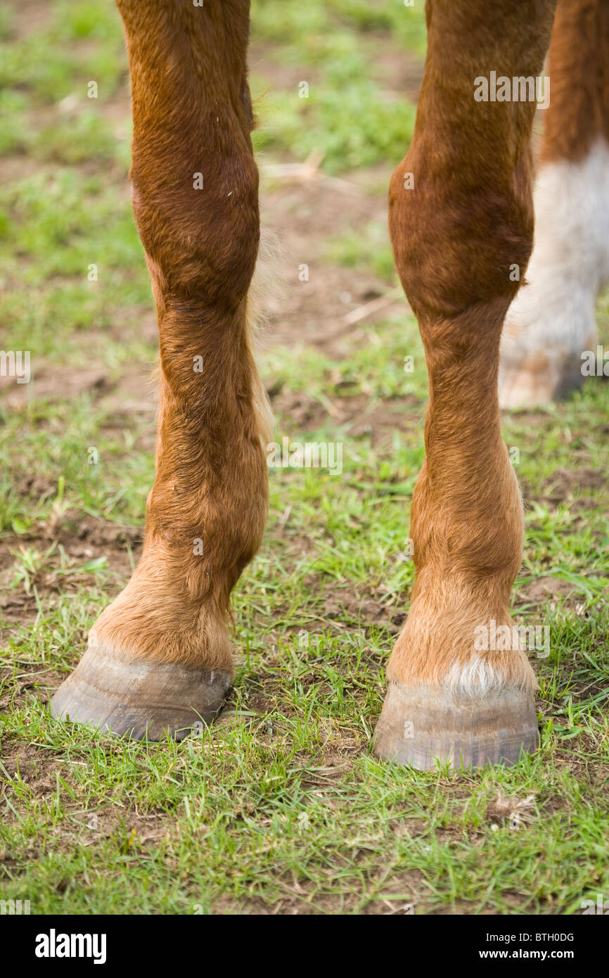 Horse (Equus caballus), front legs, feet and unshod hooves. Stock Photo
