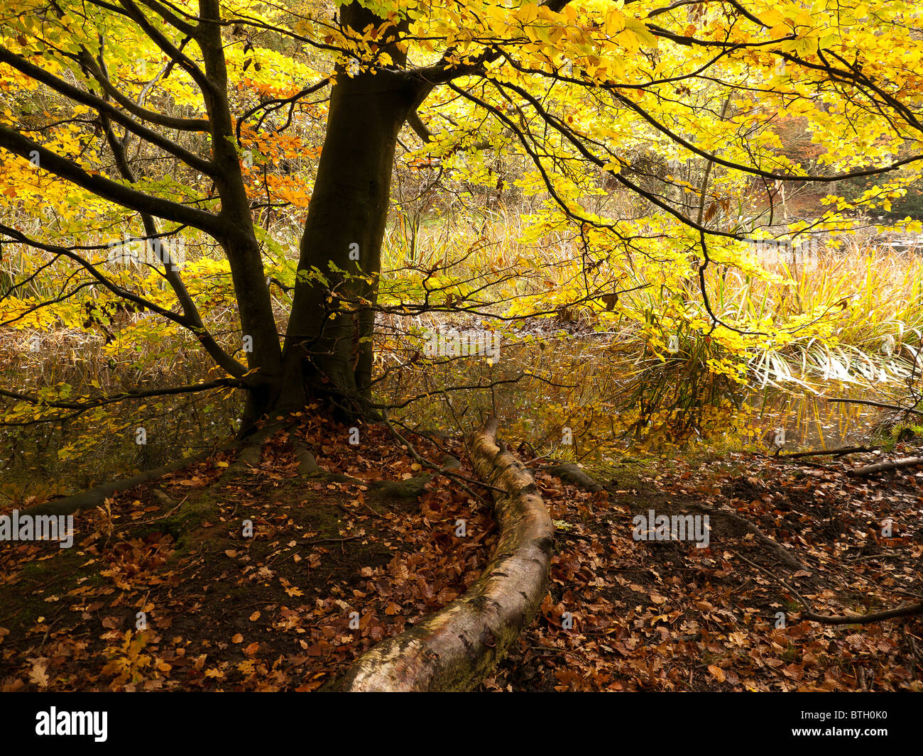 Autumn Colour in Burnham Beeches Forest, Buckinghamshire, UK Stock ...