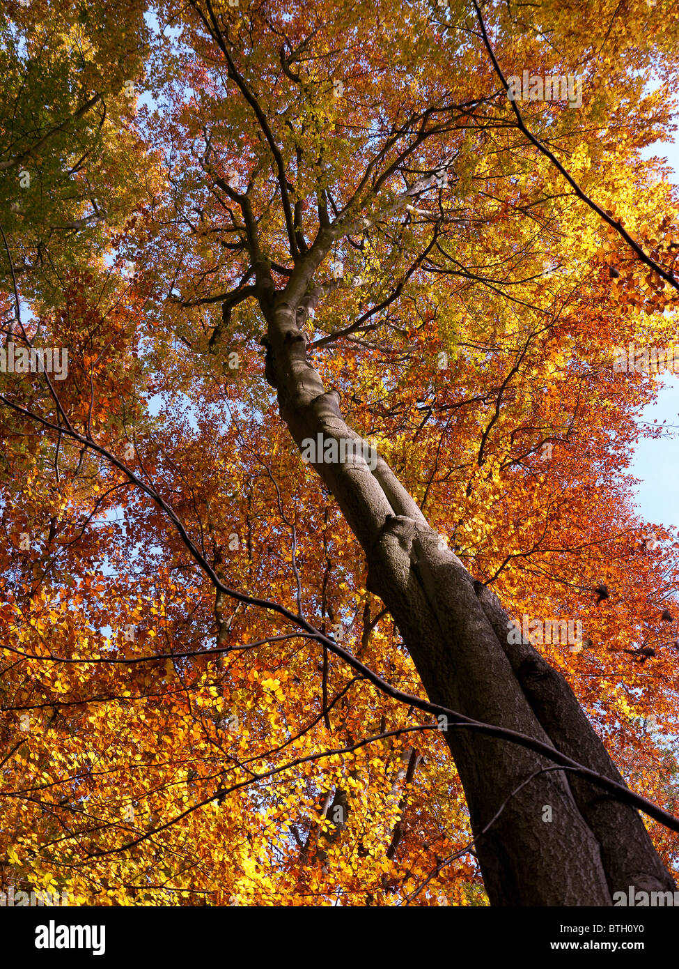 Autumn Colour in Burnham Beeches Forest, Buckinghamshire, UK Stock ...