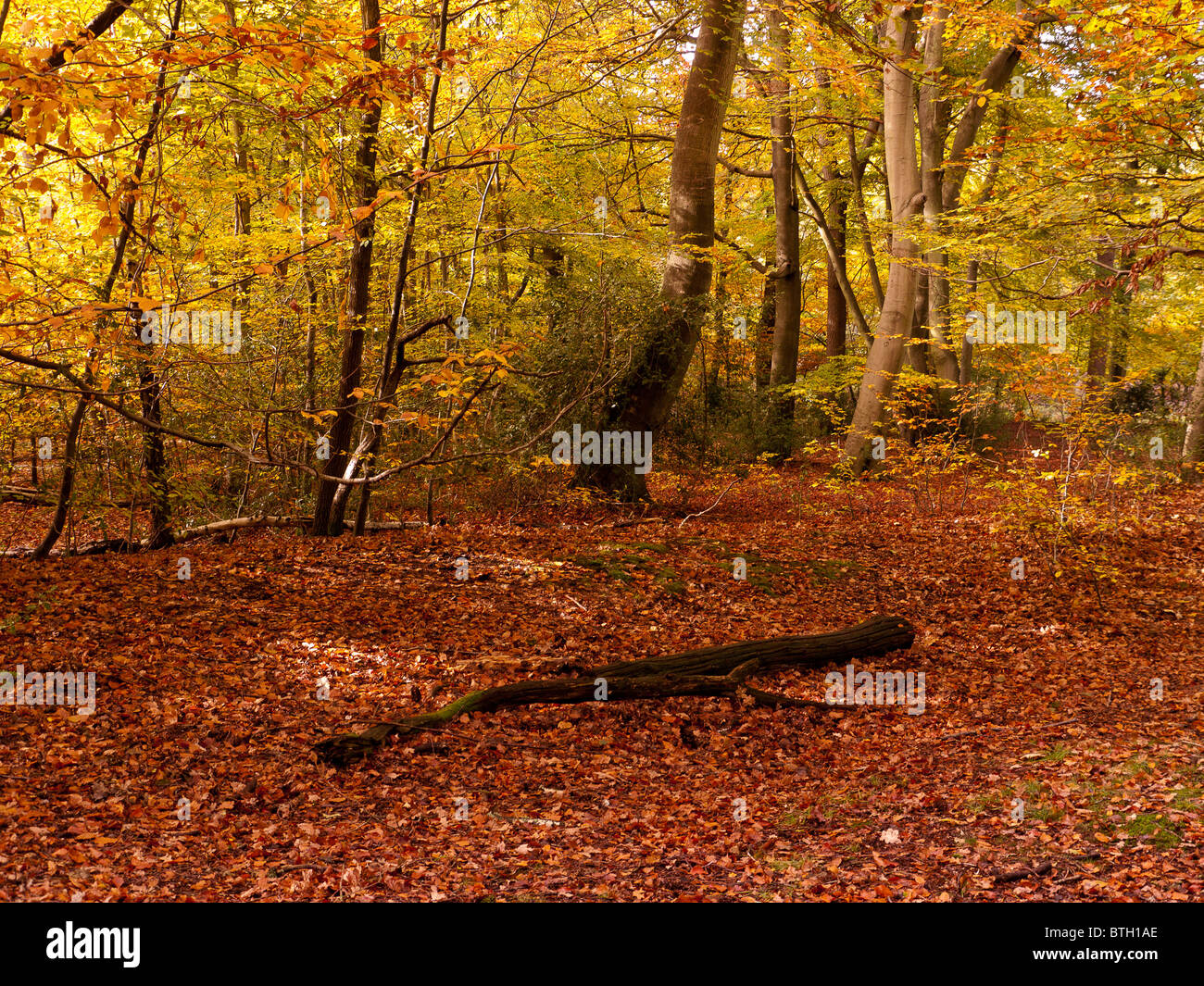 Autumn Colour in Burnham Beeches Forest, Buckinghamshire, UK Stock ...