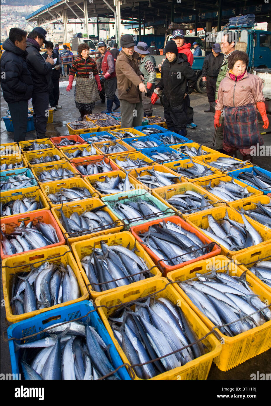 Bluefin Tuna Auction Jagalchi Fish Market Busan South Korea Stock Photo