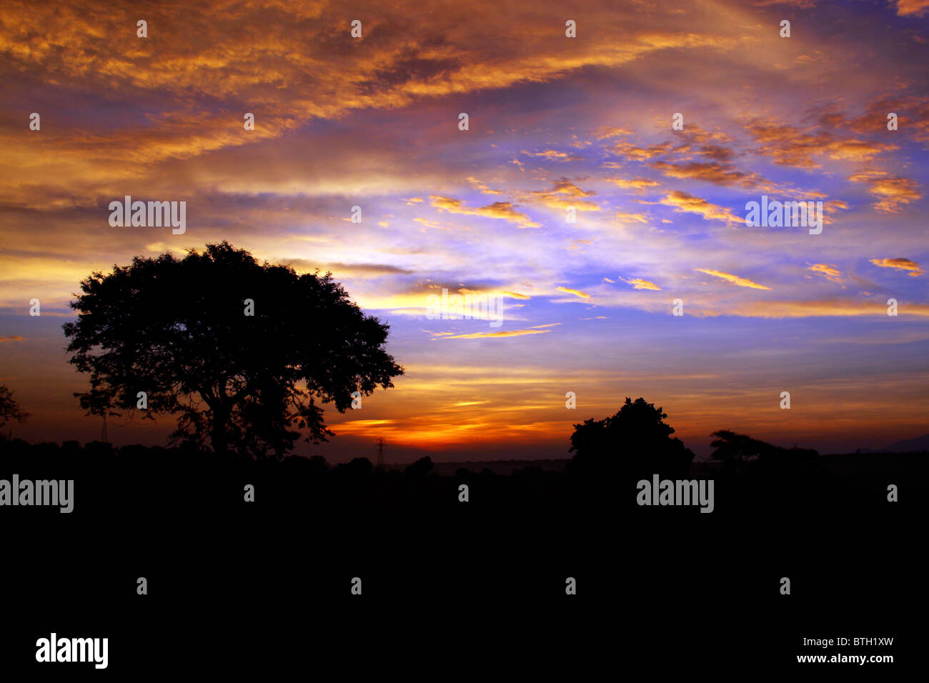 A silhouette of a tree with a blue sky hi-res stock photography and ...