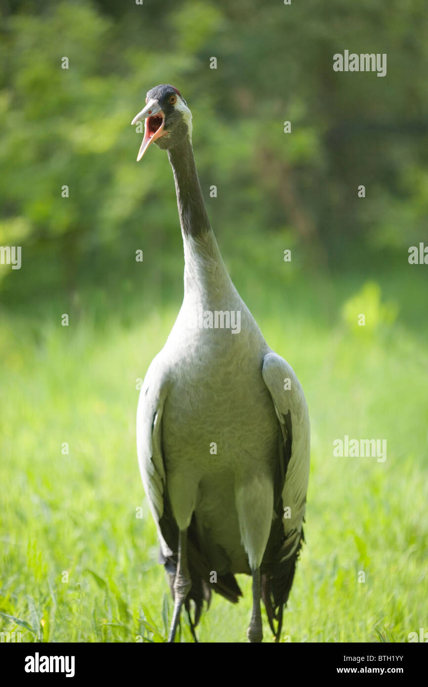 Common, European or Eurasian Crane Grus grus. Male calling in protest. Stock Photo