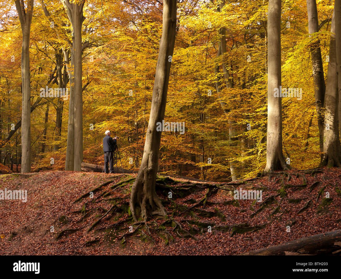 Autumn Colour in Burnham Beeches Forest, Buckinghamshire, UK Stock ...