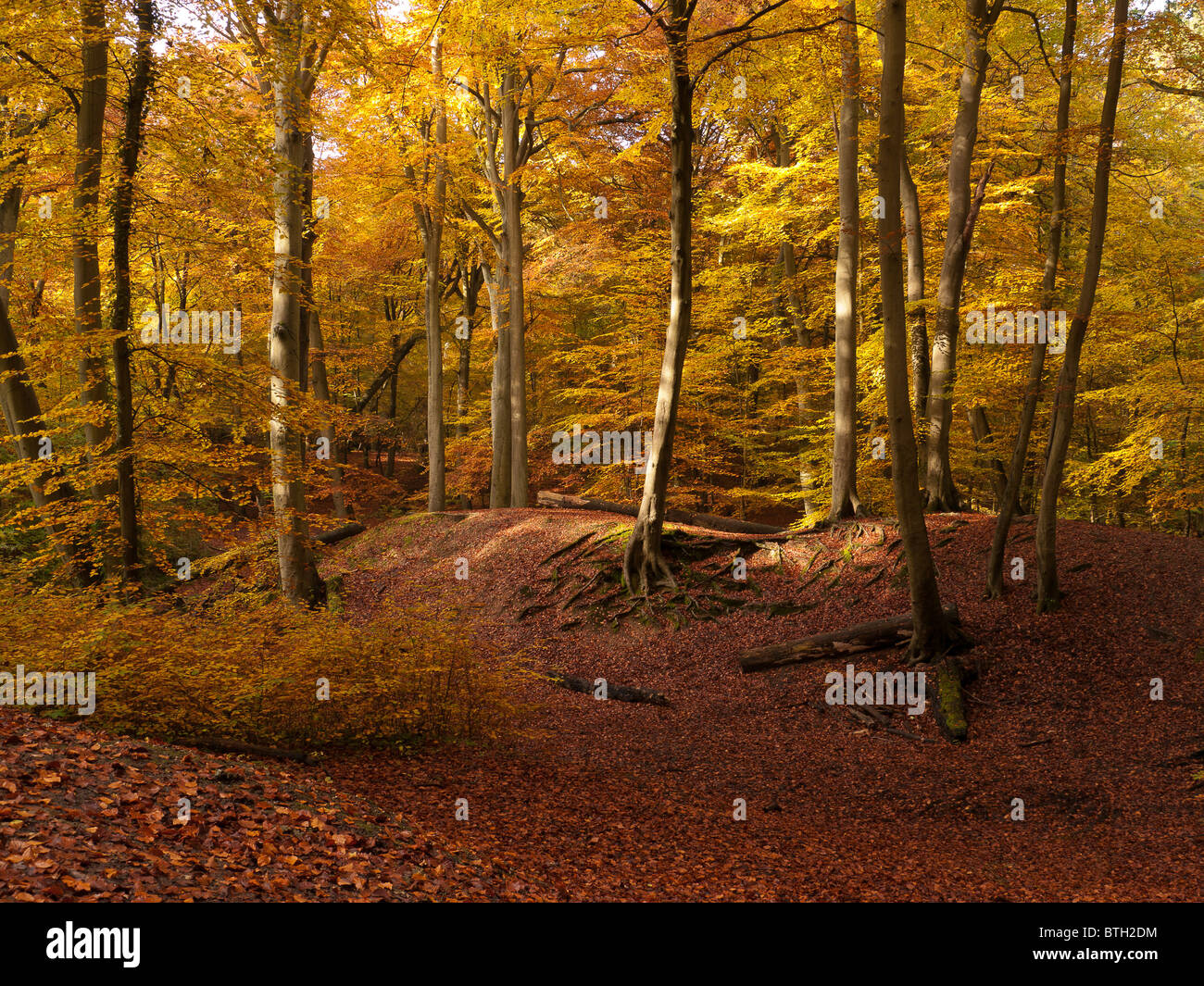 Autumn Colour in Burnham Beeches Forest, Buckinghamshire, UK Stock ...