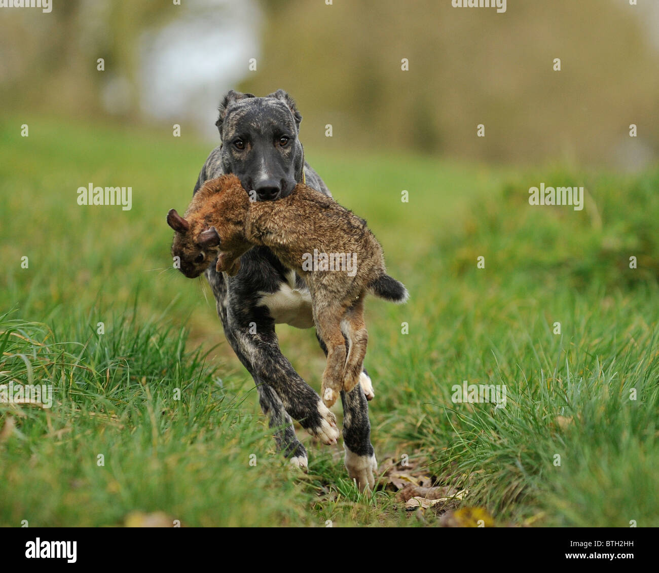 lurcher carrying dear rabbit Stock Photo Alamy