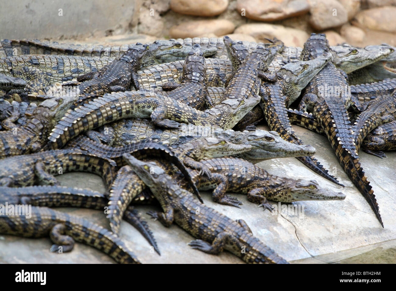 Crocodiles, Cango Wildlife Ranch, Oudtshoorn, South Africa Stock Photo