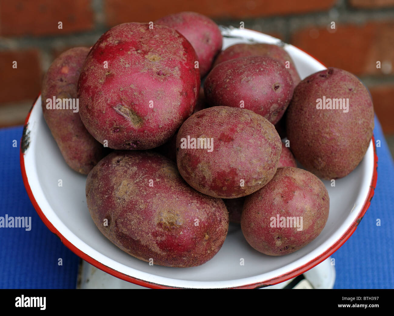 Red Duke of York potatoes Stock Photo Alamy