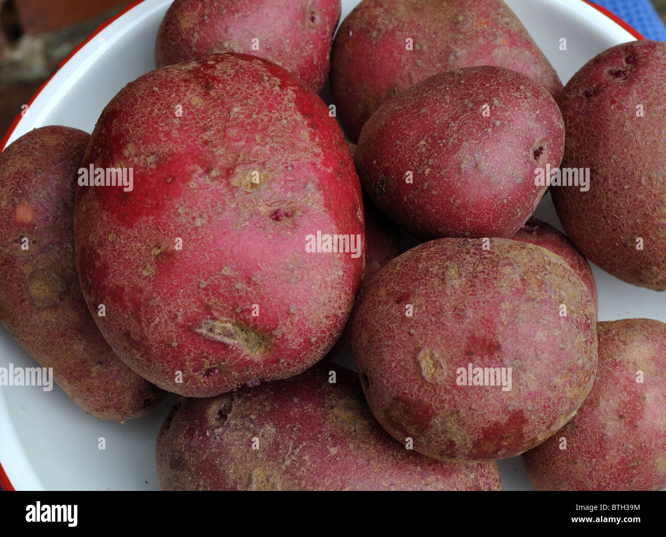 Red Duke of York potatoes Stock Photo