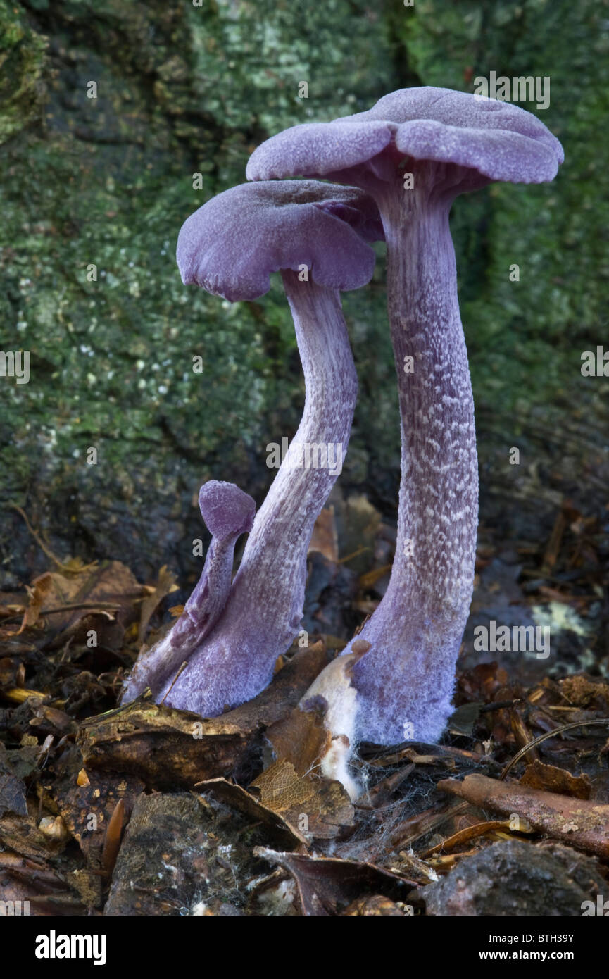 Amethyst Deceiver (Laccaria amethystea) Beacon Hill Woodlands Charnwood Forest near Loughborough Leicestershire England UK Stock Photo