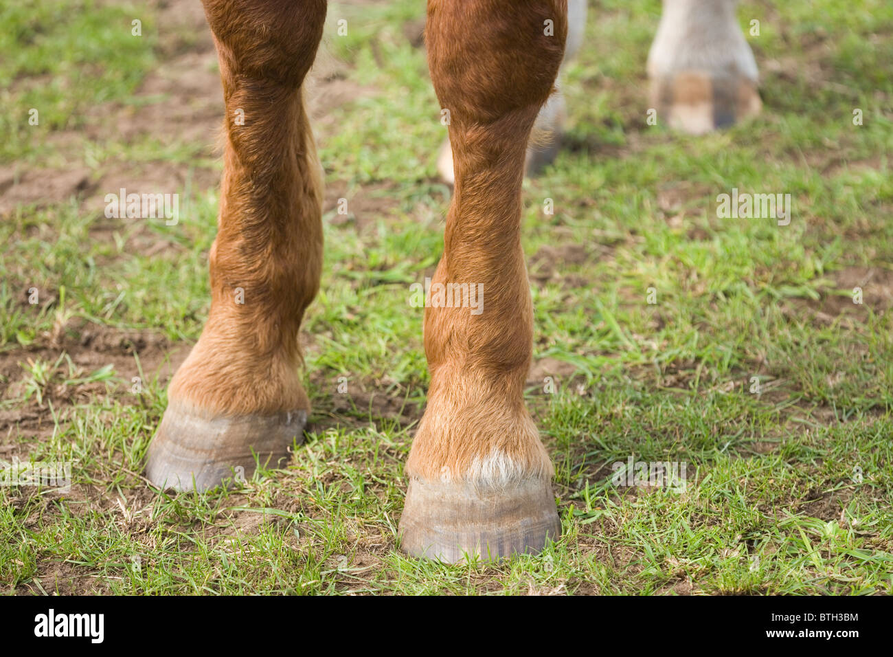 Horse (Equus caballus), front legs, feet and unshod hooves. Stock Photo