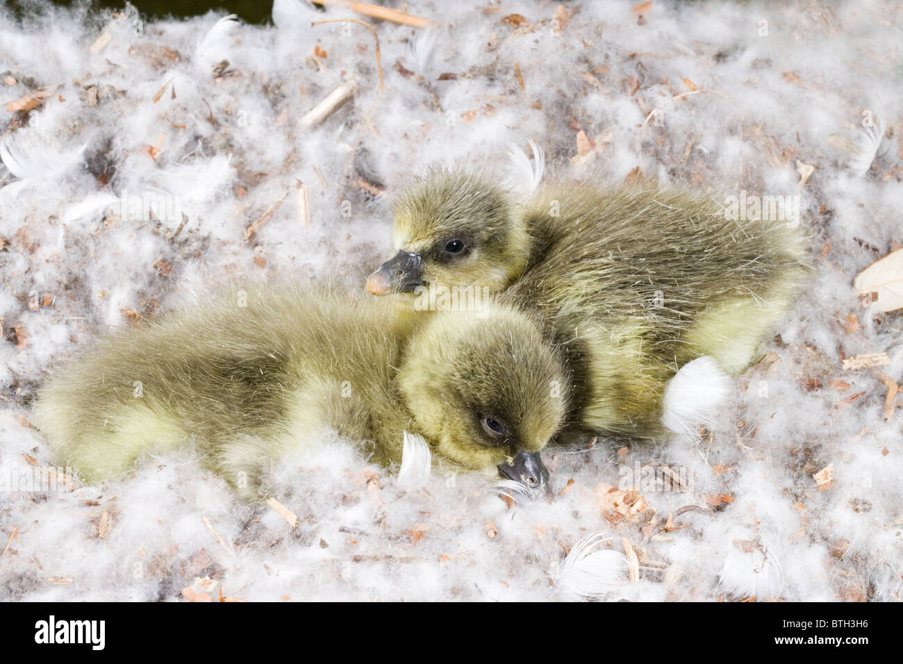 Pink-footed Geese Anser platyrhynchus. Goslings just hatched. Stock Photo