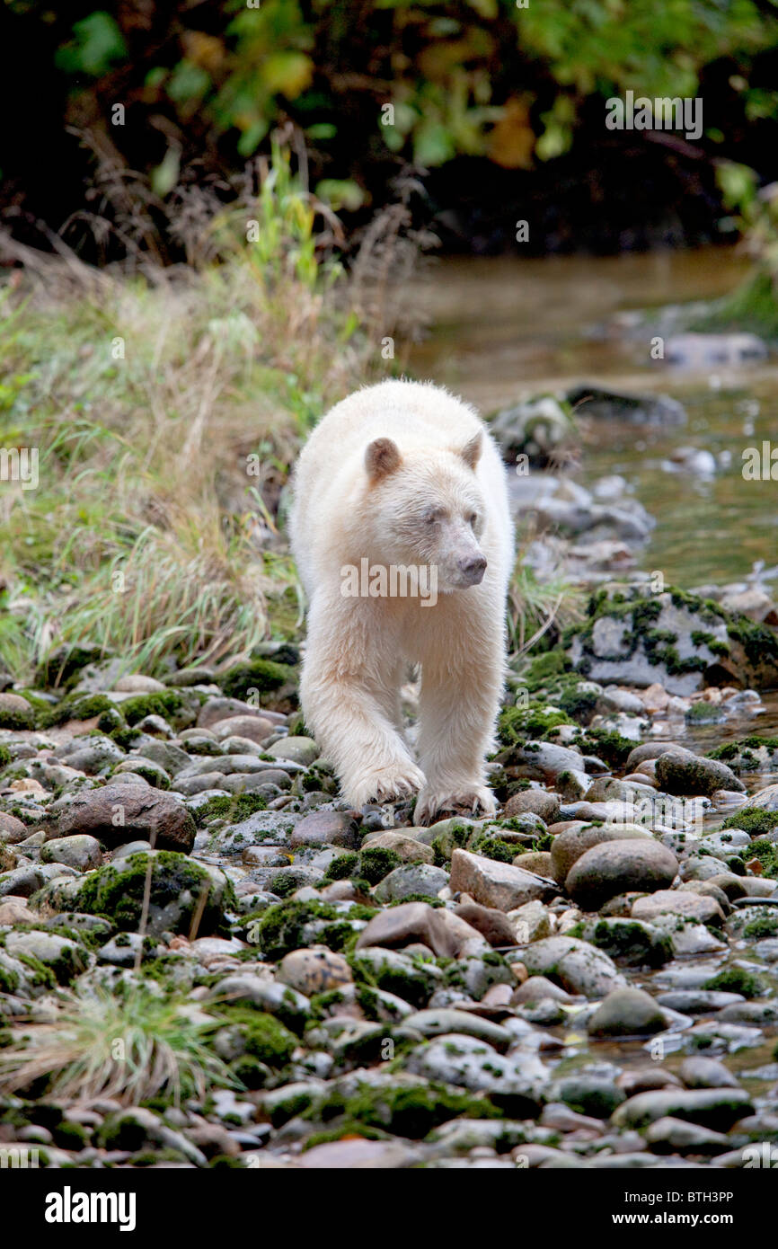 Spirit Bear Stock Photo