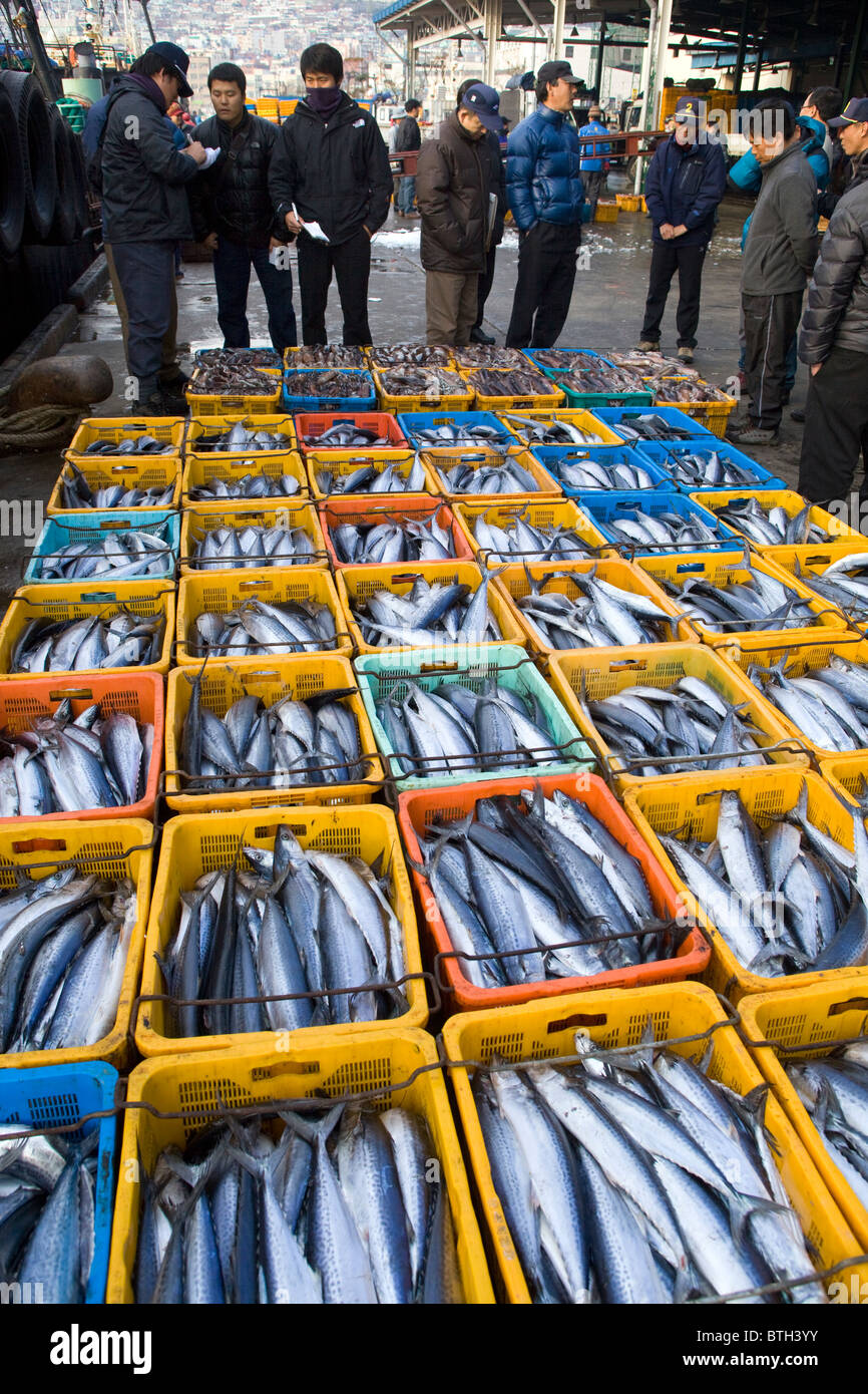 Bluefin Tuna Auction Jagalchi Fish Market Busan South Korea Stock Photo