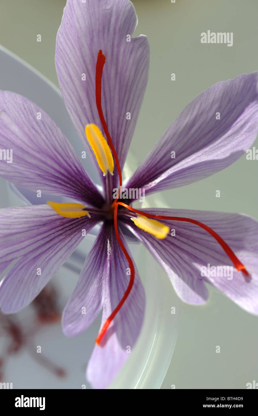 saffron flower showing yellow stamens and red stigmas Stock Photo Alamy