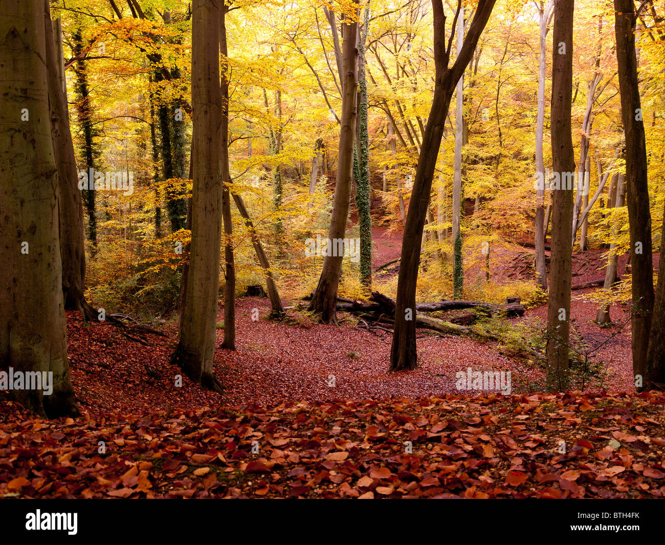 Autumn Colour in Burnham Beeches Forest, Buckinghamshire, UK Stock ...