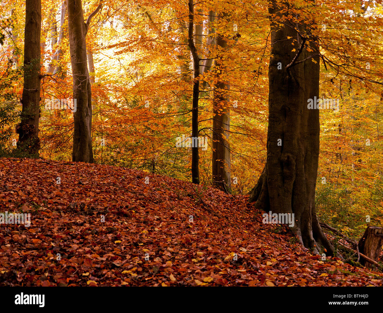Autumn Colour in Burnham Beeches Forest, Buckinghamshire, UK Stock ...