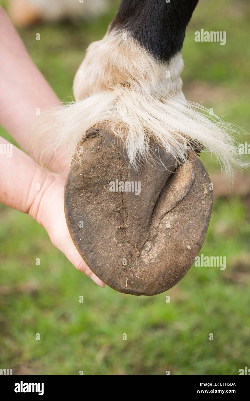 Horse (Equus caballus), front foot and unshod hoof showing underside with bulb, frog, sole Stock