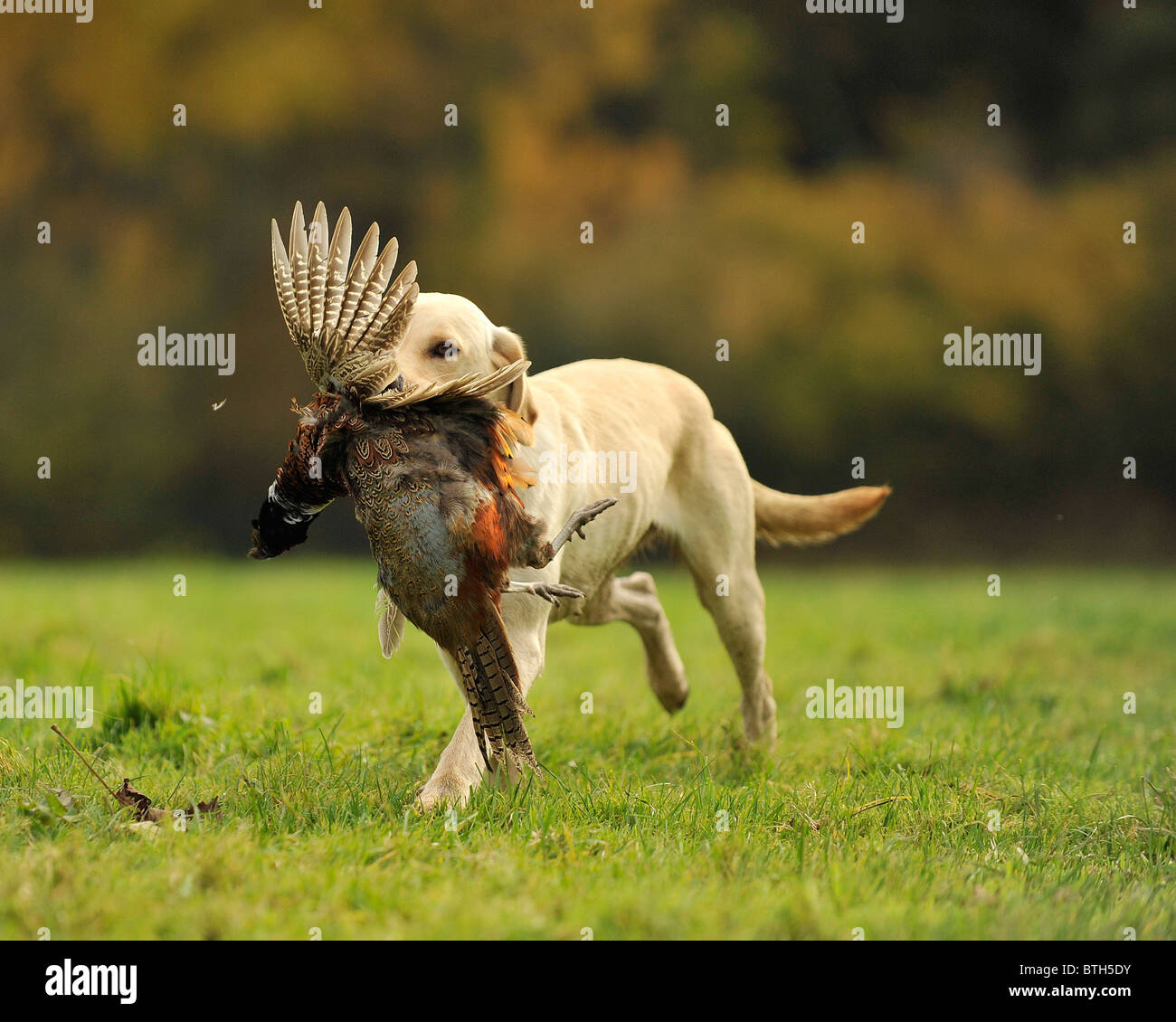 labrador retriever retrieving a shot pheasant Stock Photo