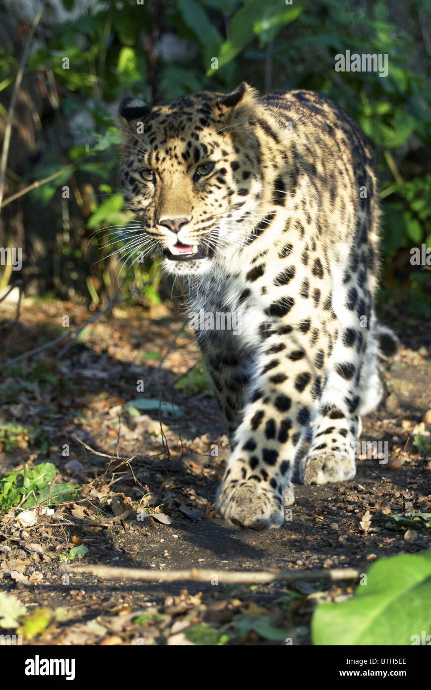 Amur leopard walking camera hi-res stock photography and images - Alamy