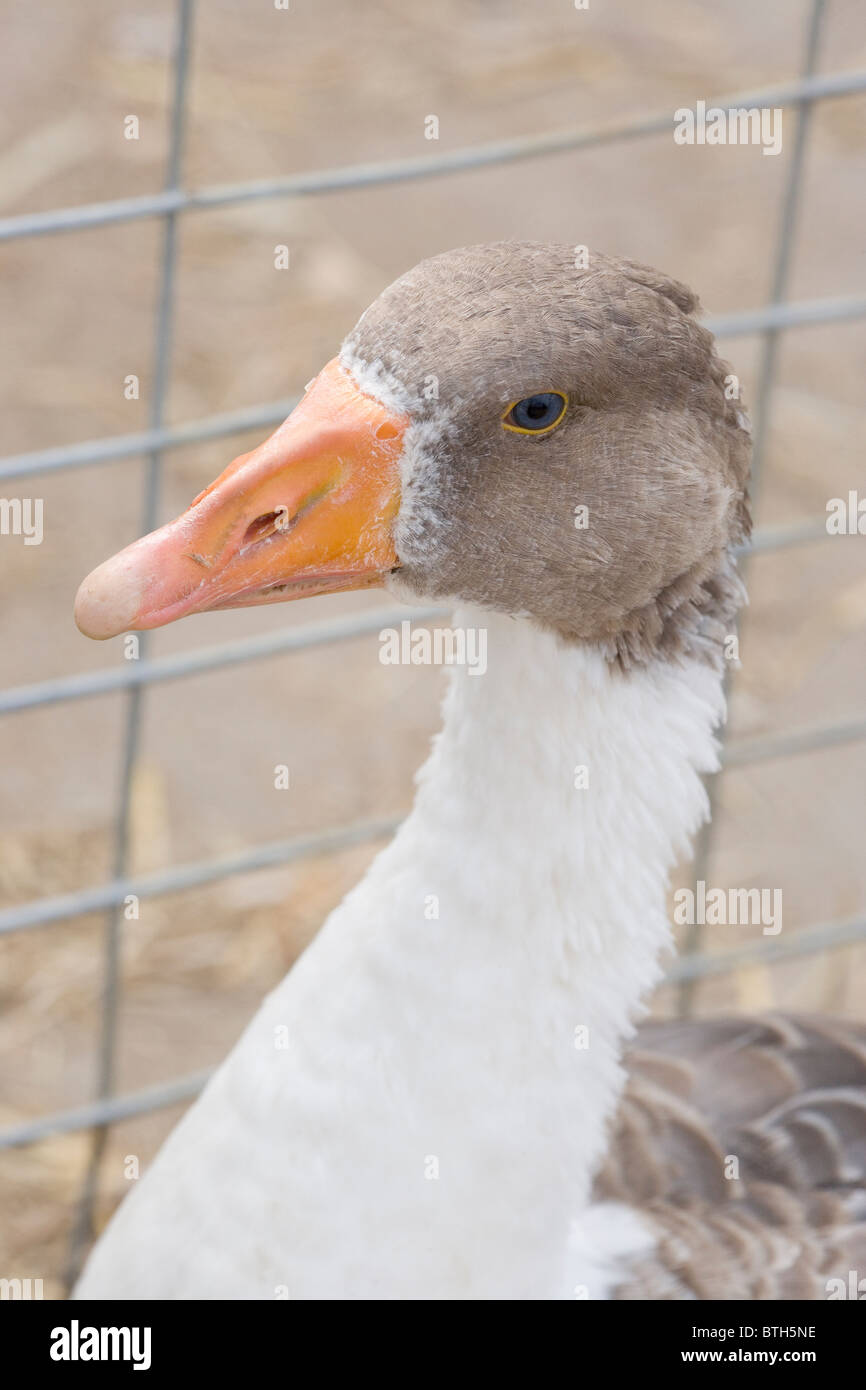 Pomeranian Goose Anser anser. In a poultry auction sale, Suffolk