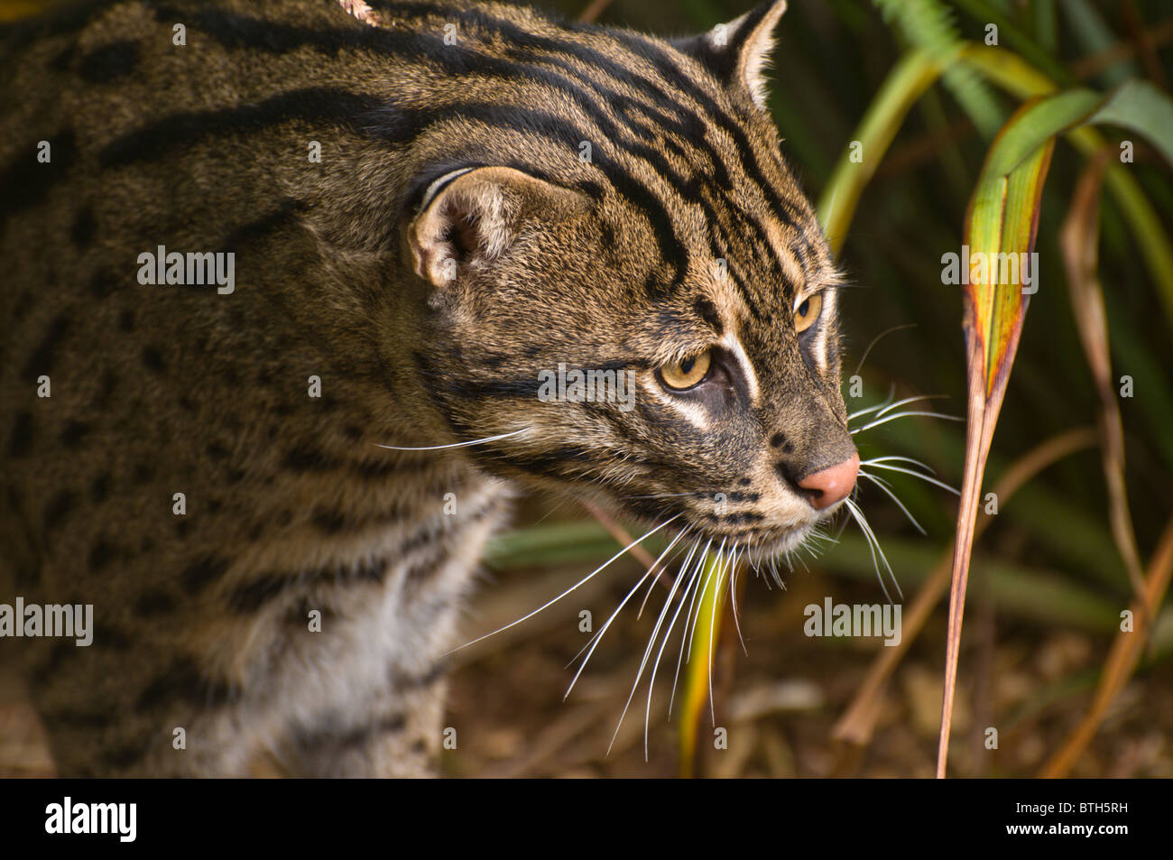 Newquay england zoo hires stock photography and images Alamy
