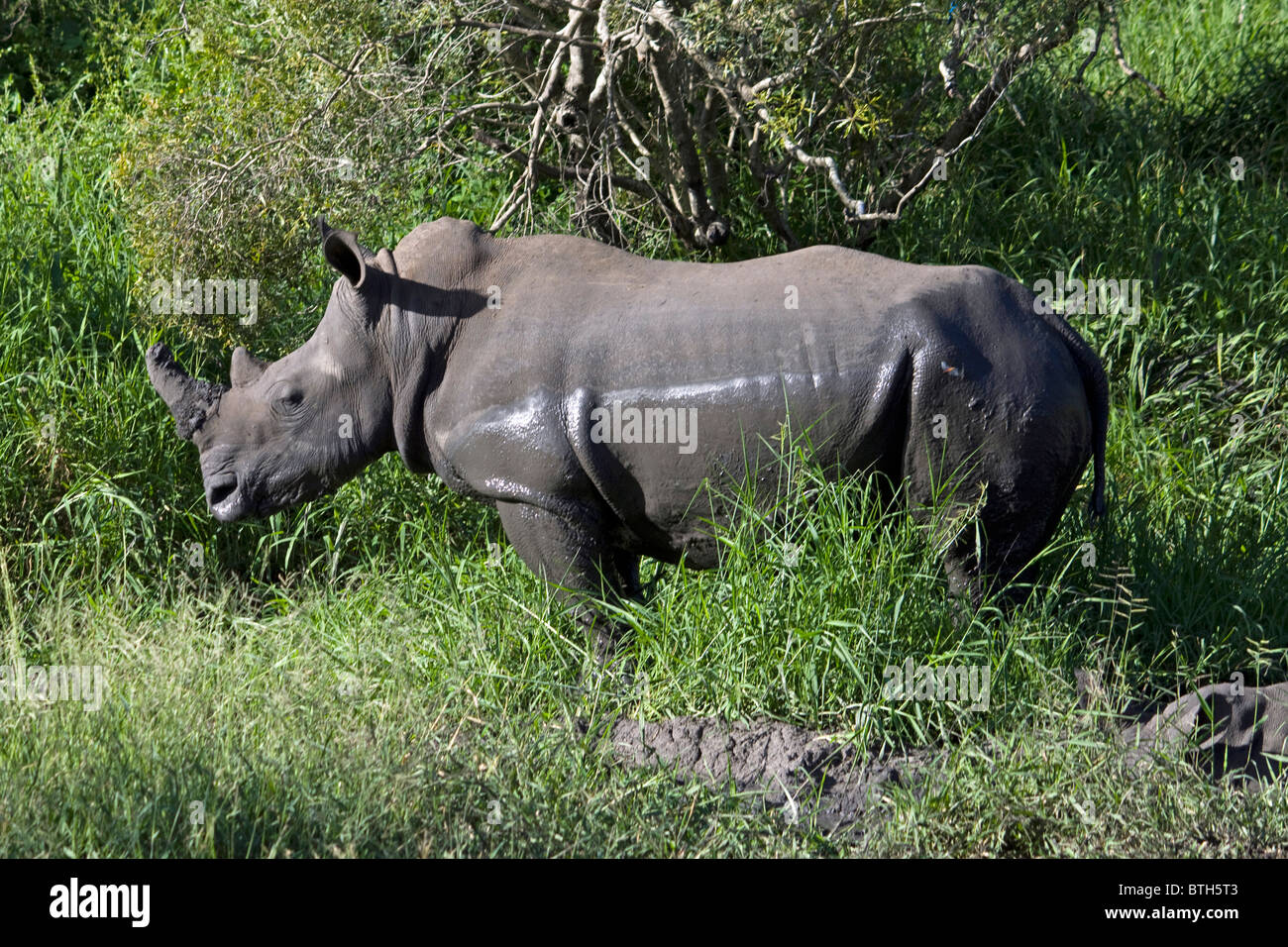 White Rhinoceros in the wild in the Greater Kruger National Park at Sabi Sand Stock Photo