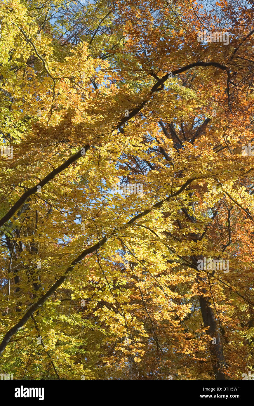Beautiful golden leaves on hi-res stock photography and images - Alamy
