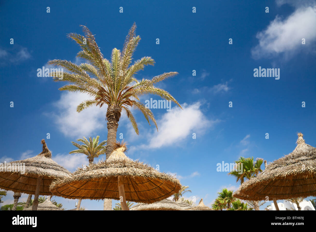 thatched sunshades and palm trees Stock Photo Alamy
