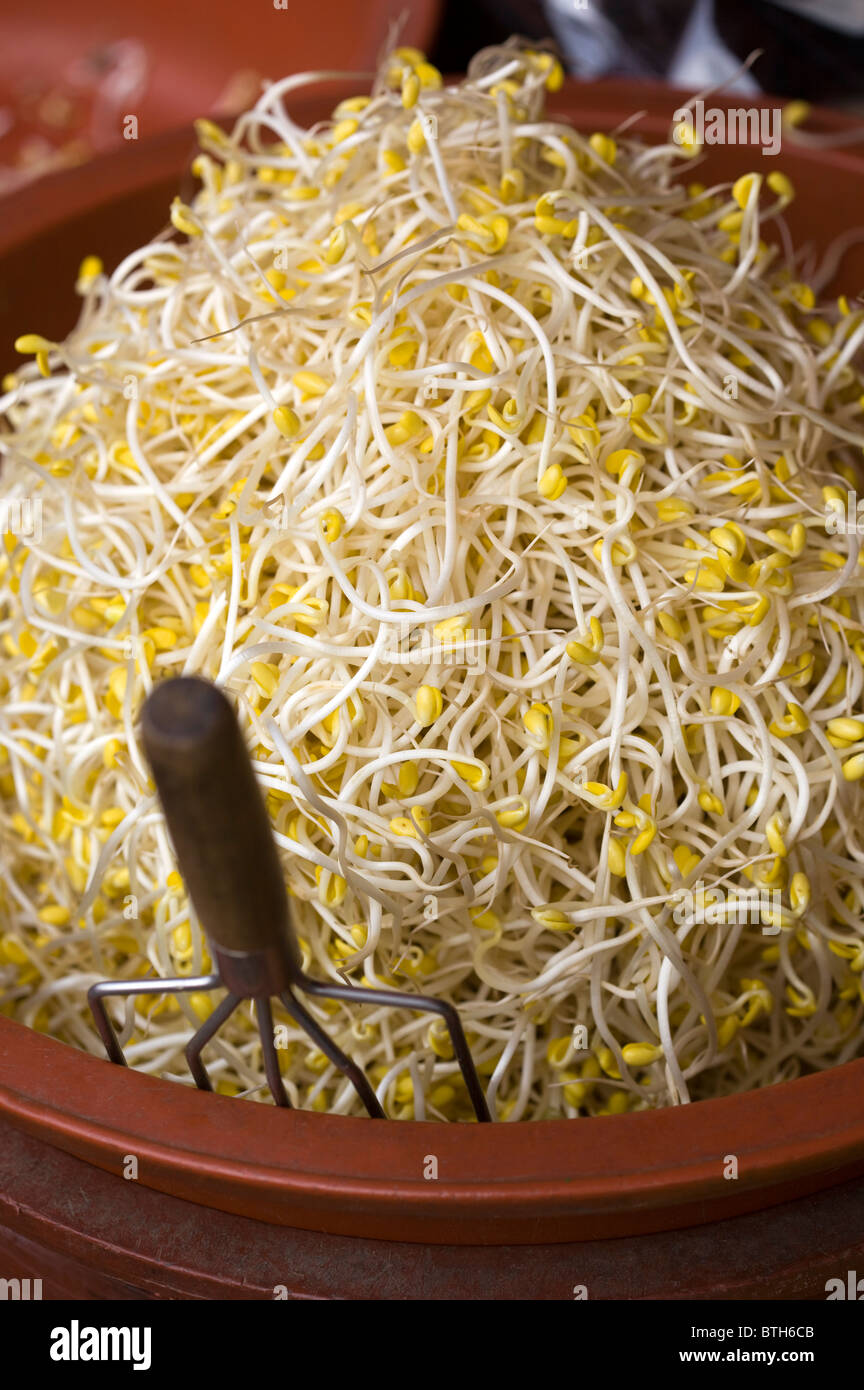 Beansprouts Stock Photo