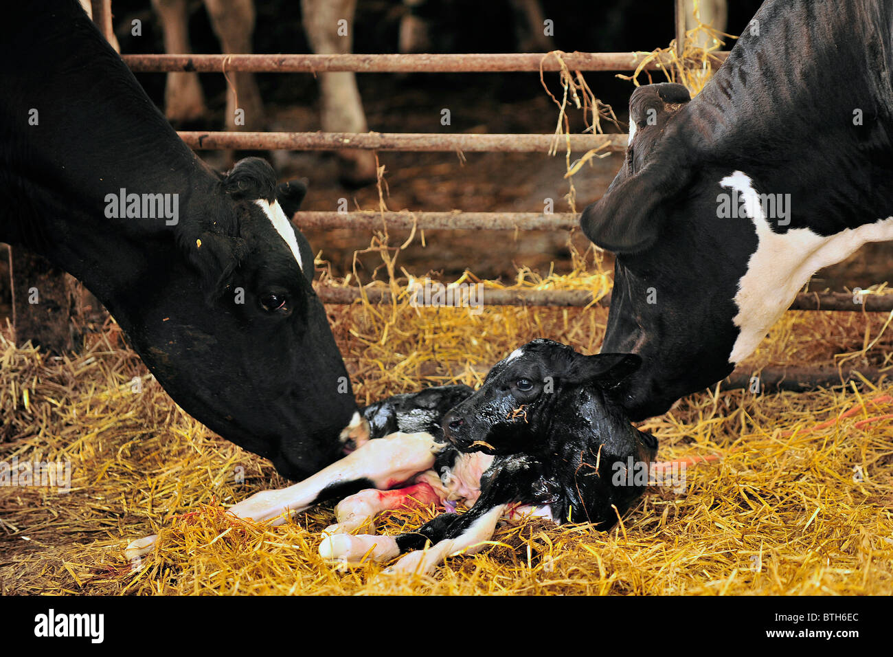 newborn holstein calf Stock Photo
