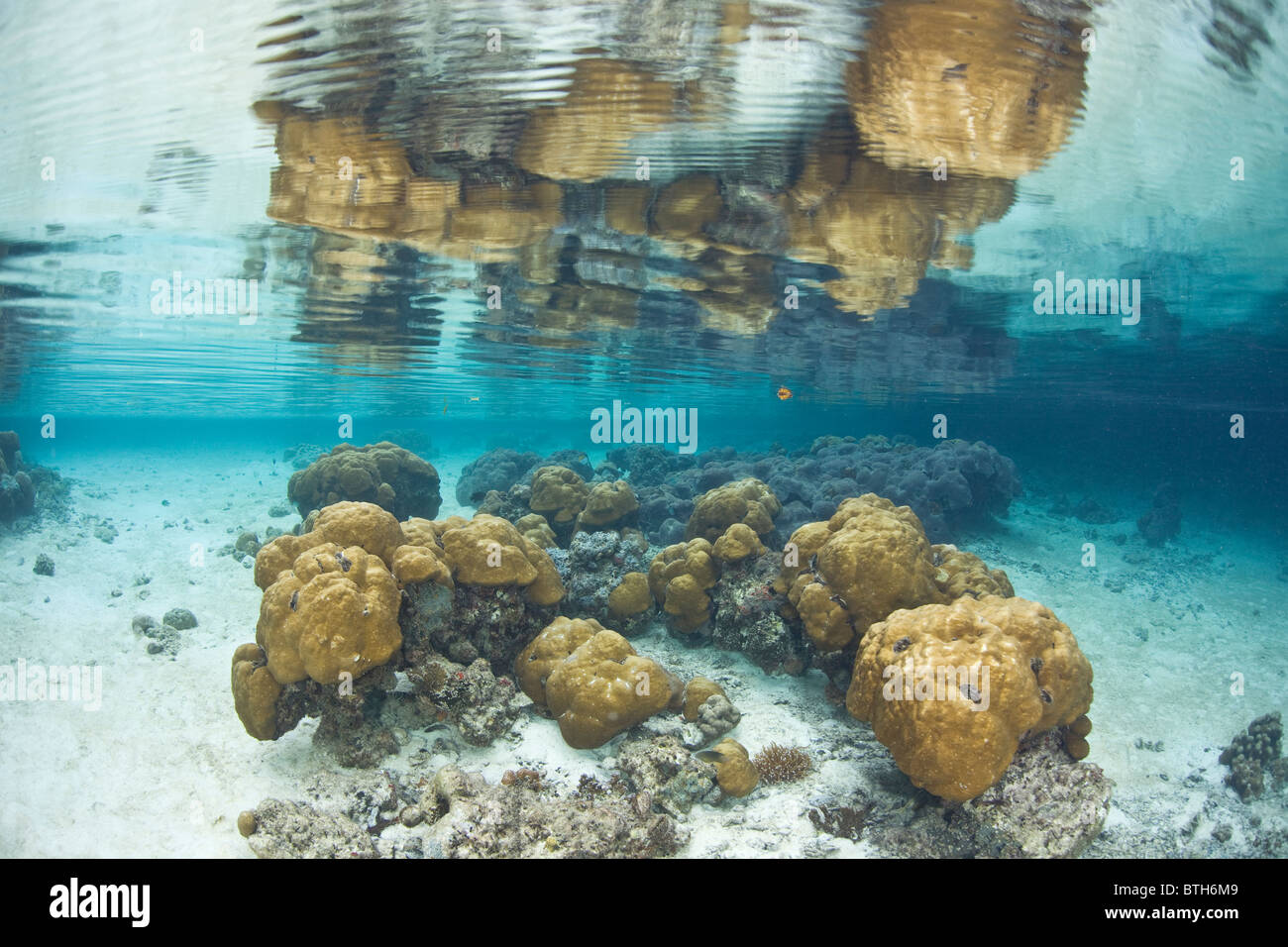 Several coral heads are mirrored in the calm surface of a secluded part of the Rock Islands. Mandarinfish Lake, Palau. Stock Photo
