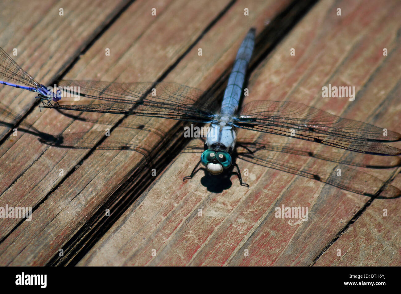 A violet dancer damselfly sits on the wing of a great blue skimmer dragonfly. Stock Photo