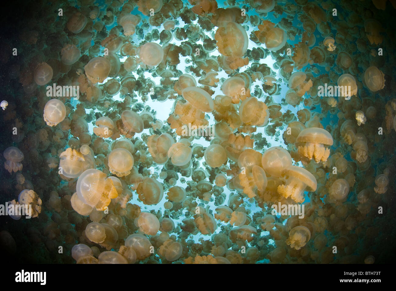 Millions of endemic jellyfish, Mastigias papua etpisonii, fill a unique marine lake in Palau. Stock Photo