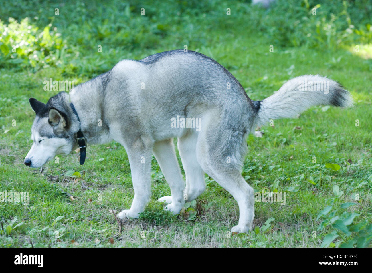 Dog (Canis lupus familiaris), defecating. Constipation posture. Stock Photo