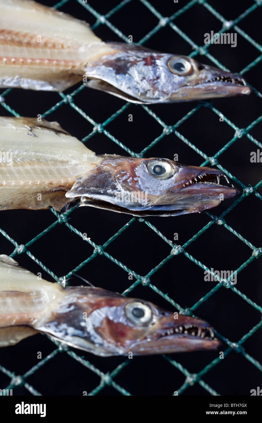 Fish Drying on racks at Jagalchi Seafood or Fish Market Busan South