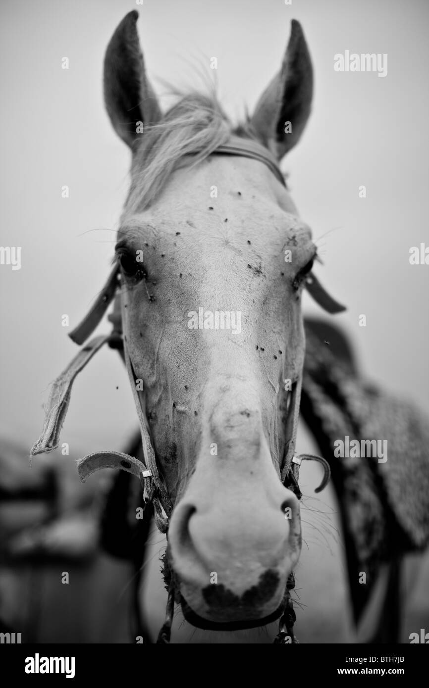 Egyptian horse. Stock Photo
