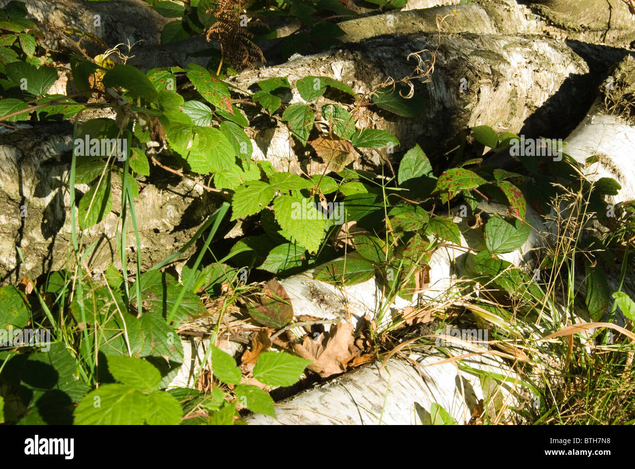 Felled Birch logs overgrown with brambles in Sherwood Forest, Nottinghamshire: Stock Photo