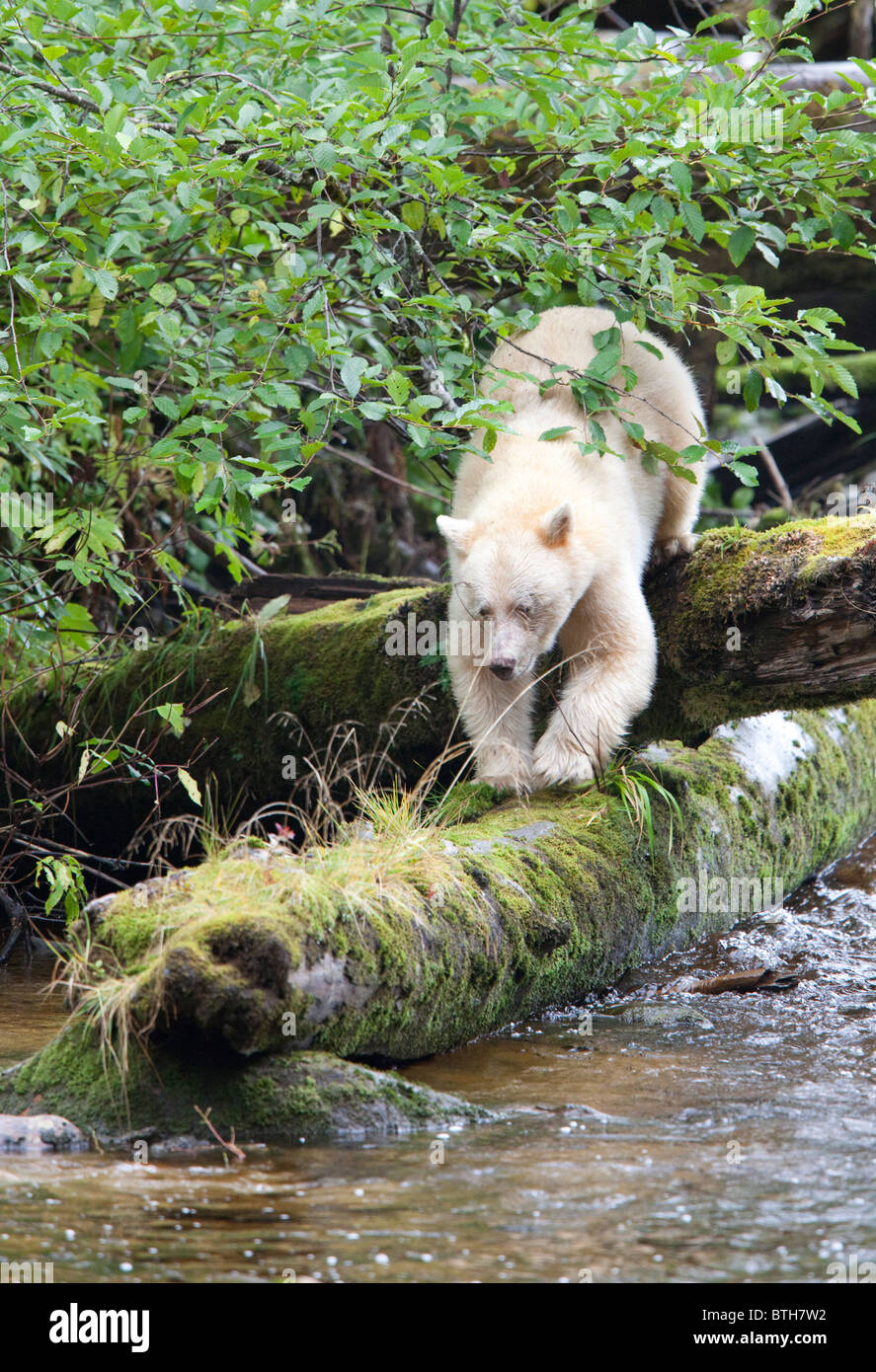 Spirit Bear Stock Photo