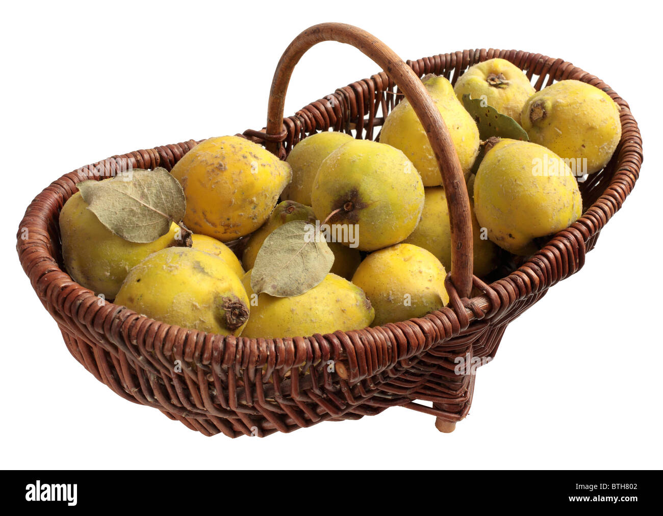 Quinces in a wicker basket Stock Photo