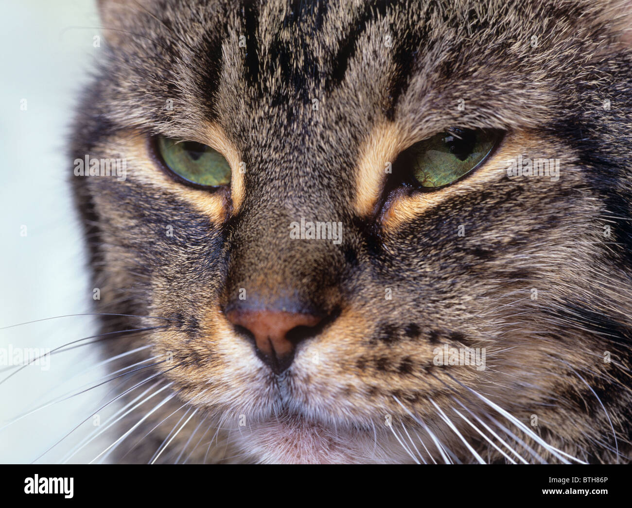Close Up Tiger Cat's Face Stock Photo - Alamy