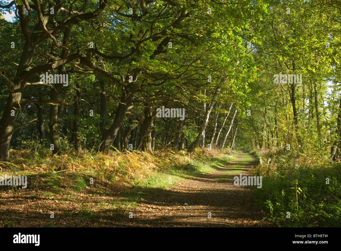 A path through Sherwood Forest in autumn Stock Photo