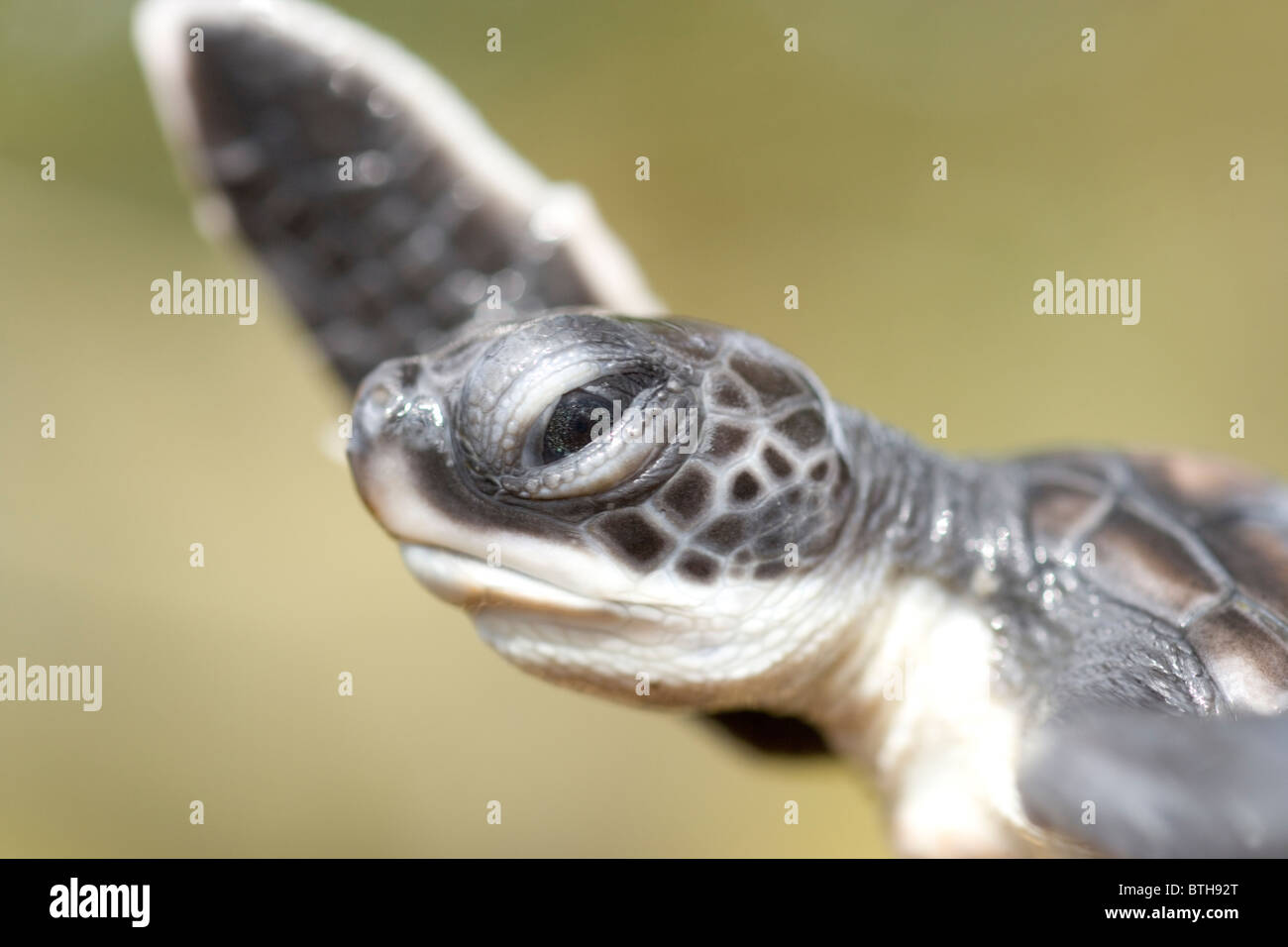 Green Turtle (Chelonia mydas). Hatchling showing head and a front flipper. Stock Photo