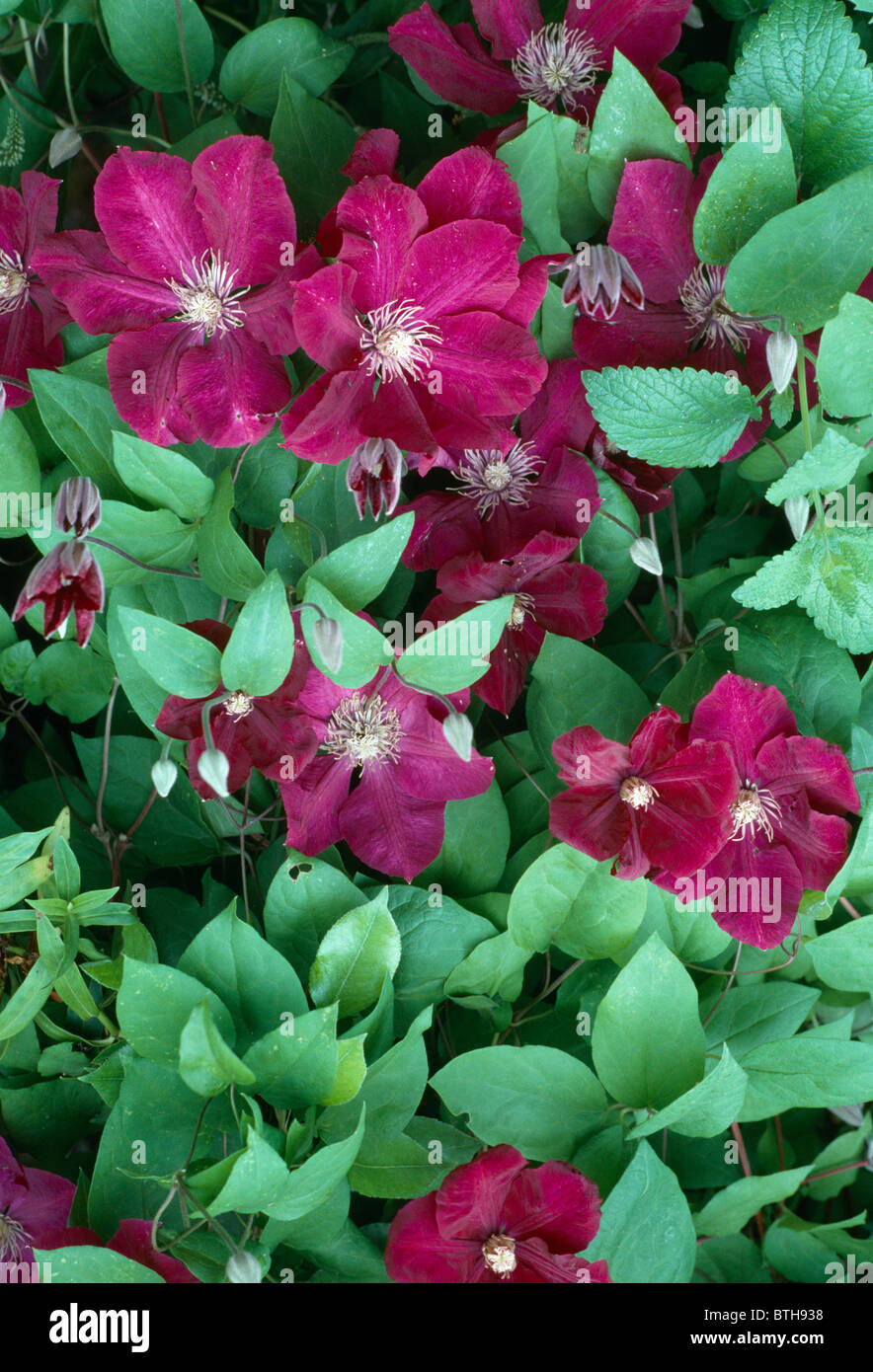 Plants a z red clematis hires stock photography and images Alamy