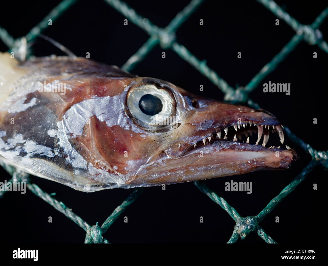 Fish Drying on racks at Jagalchi Seafood or Fish Market Busan South
