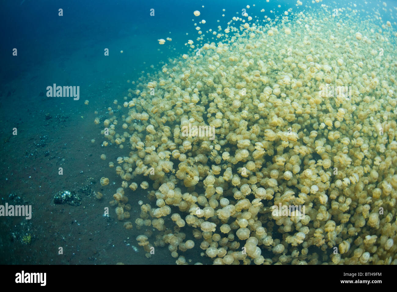 A wall of jellyfish, Mastigias papua etpisonii, edges against the shadows cast by overhanging vegetation in Jellyfish Lake. Stock Photo