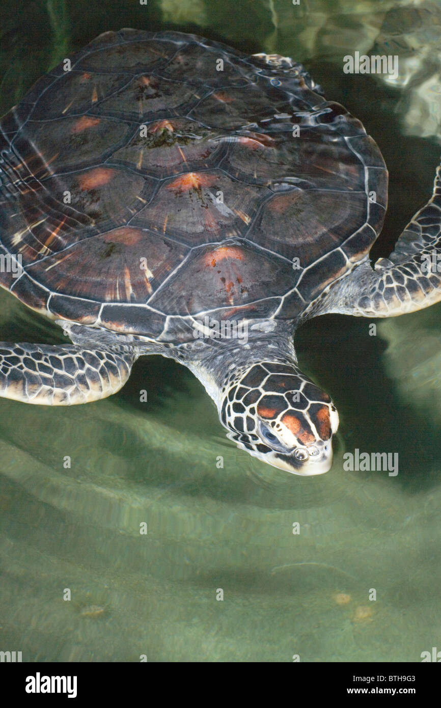 Green Turtle (Chelonia mydas). Swimming. Stock Photo