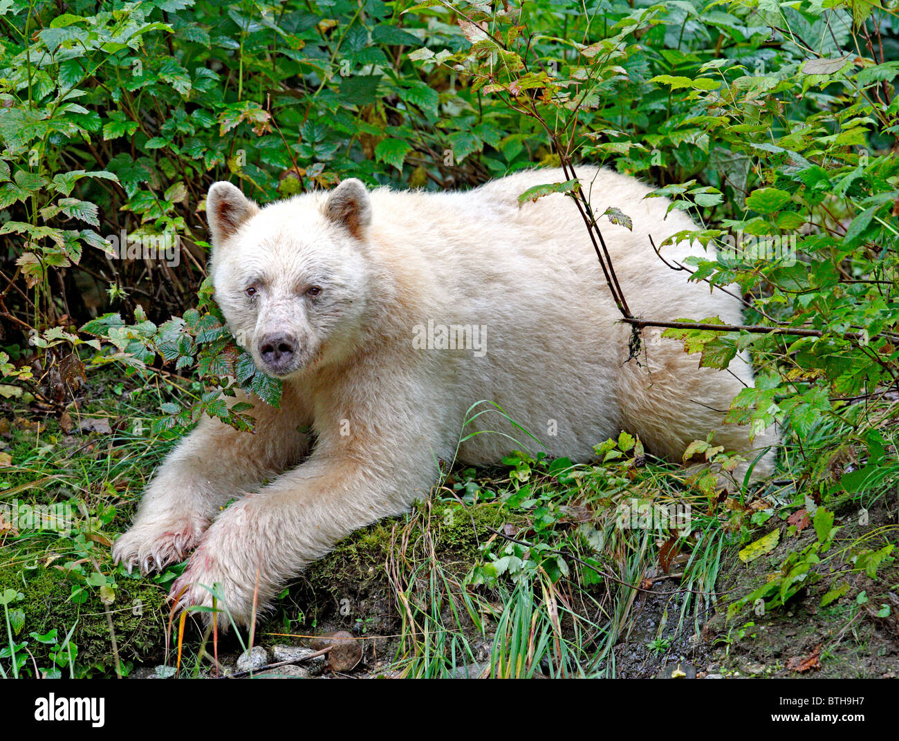 Spirit Bear Stock Photo