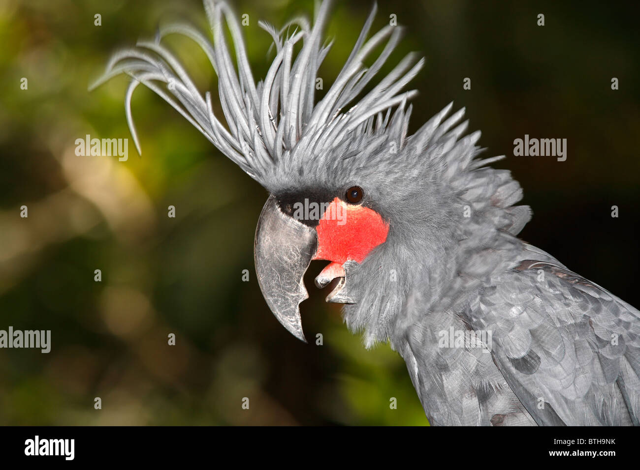 Palm Cockatoo, Probosciger aterrimus, also known as Goliath Cockatoo, is a large smoky-grey cockatoo. Stock Photo