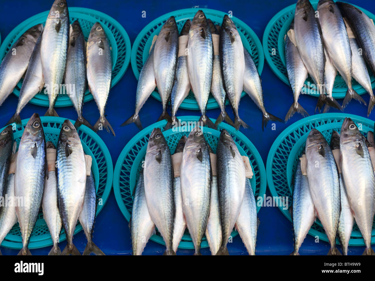 Fresh Mackerel Jagalchi Seafood or Fish Market Busan South Korea Stock